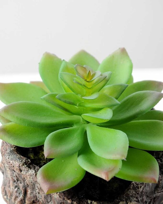 Succulent bonsai GS-2450207
