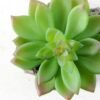 Succulent bonsai GS-2450207