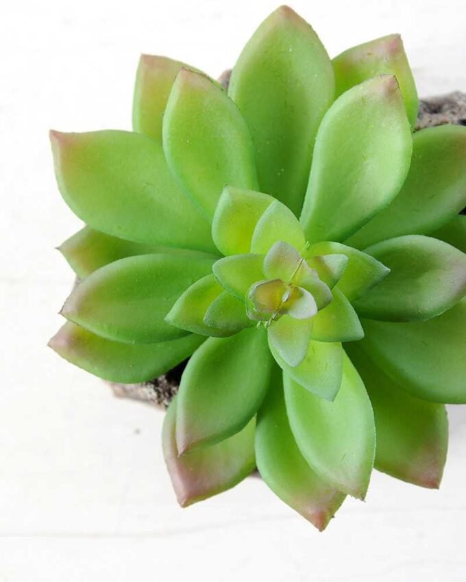 Succulent bonsai GS-2450207