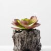 Succulent bonsai GS-2450208