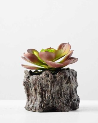 Succulent bonsai GS-2450208