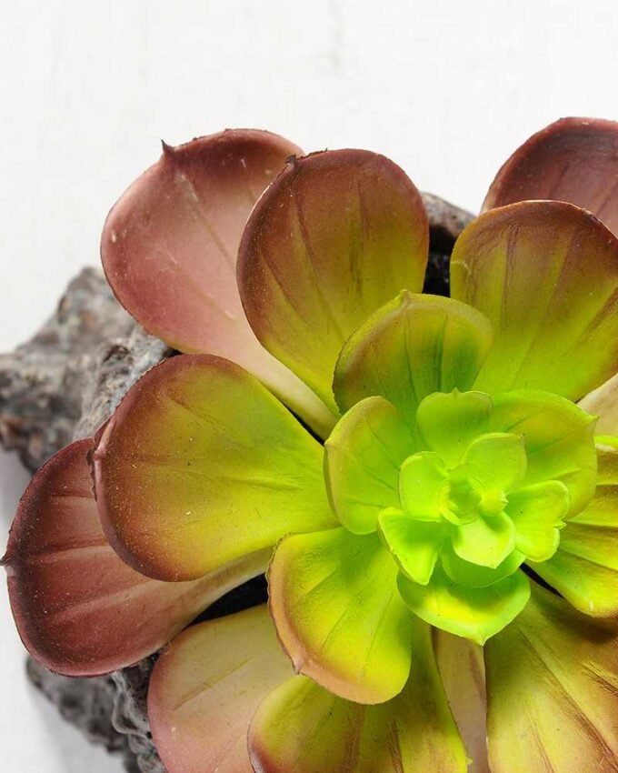 Succulent bonsai GS-2450208