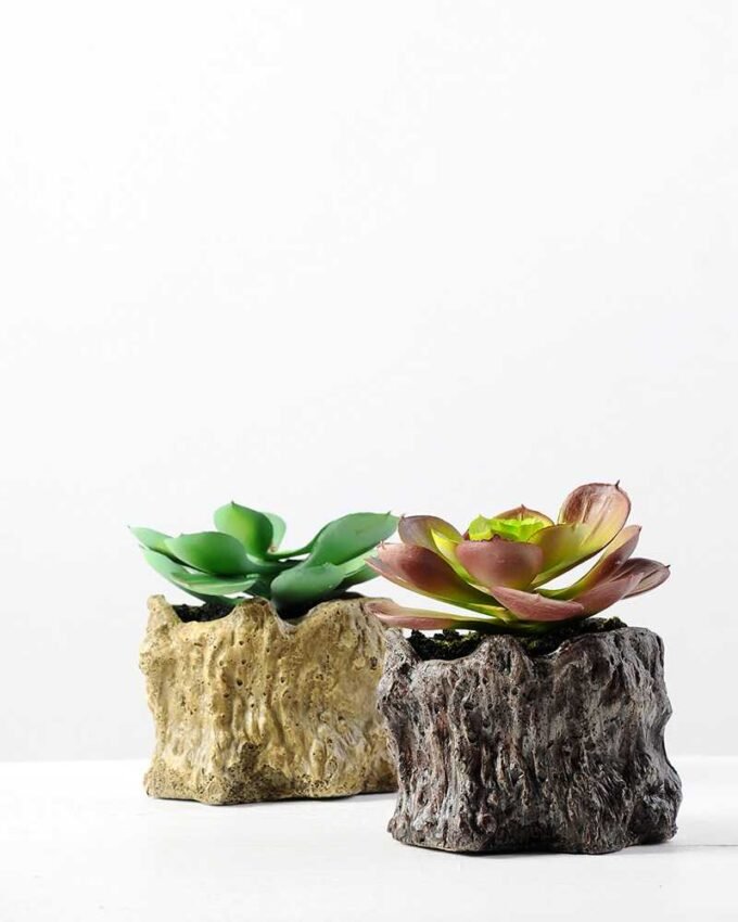 Succulent bonsai GS-2450208
