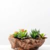 Succulent bonsai GS-2450209