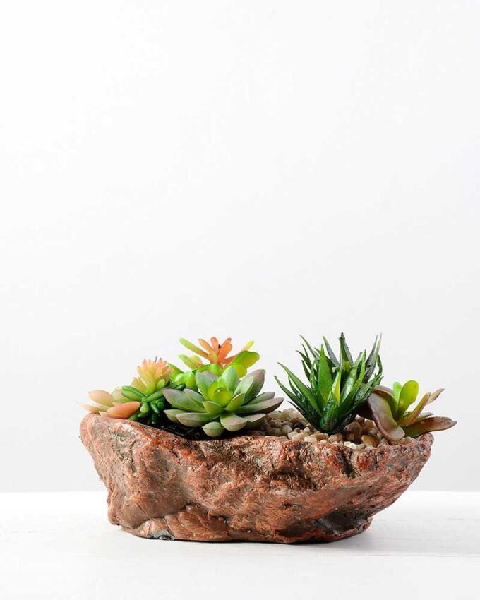 Succulent bonsai GS-2450209
