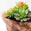 Succulent bonsai GS-2450209