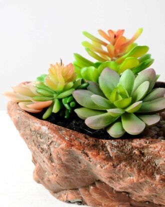 Succulent bonsai GS-2450209