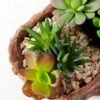 Succulent bonsai GS-2450209