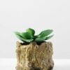 Succulent bonsai GS-2450210
