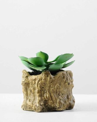 Succulent bonsai GS-2450210
