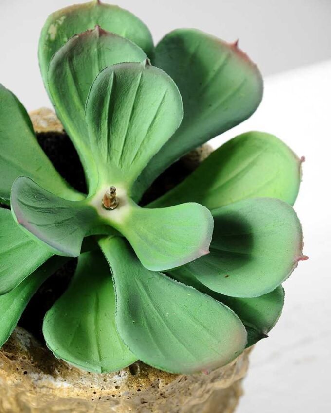 Succulent bonsai GS-2450210