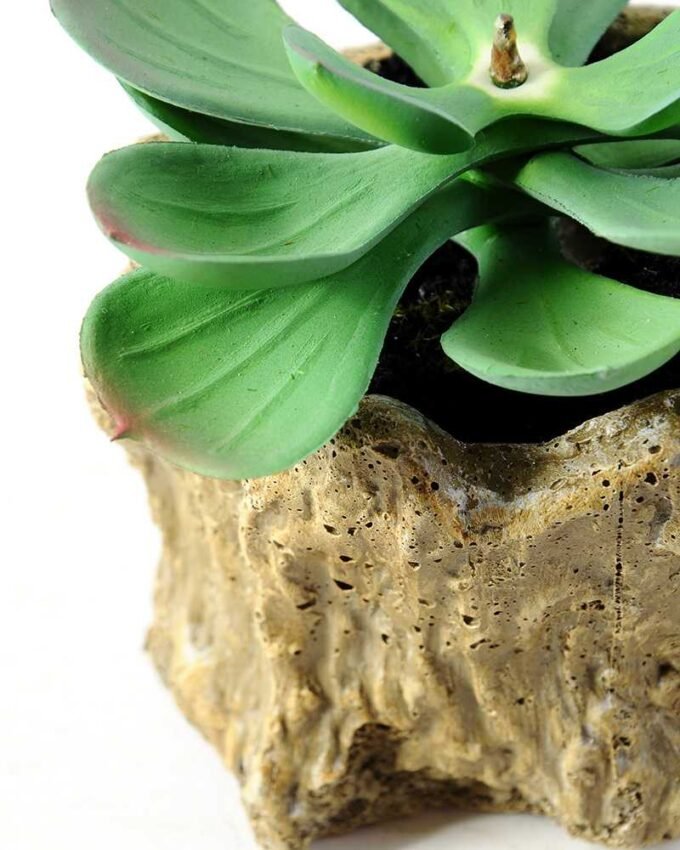 Succulent bonsai GS-2450210