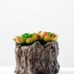 Succulent bonsai GS-2450211