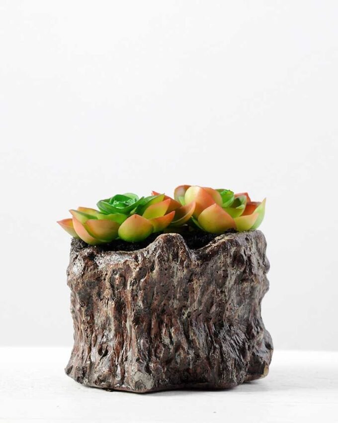 Succulent bonsai GS-2450211
