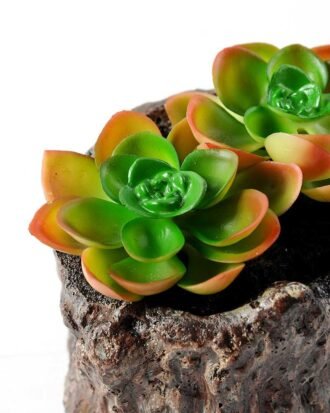 Succulent bonsai GS-2450211