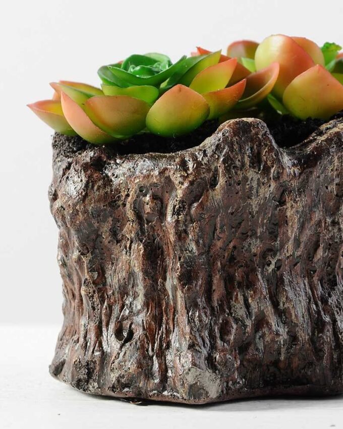 Succulent bonsai GS-2450211