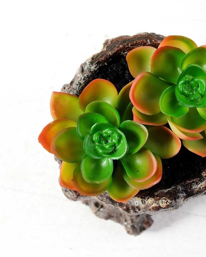 Succulent bonsai GS-2450211