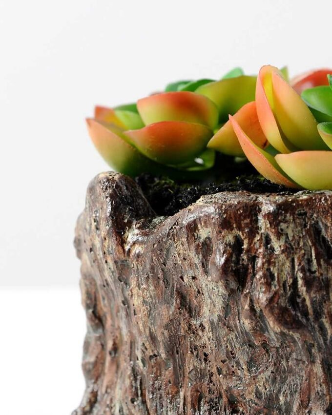 Succulent bonsai GS-2450211