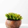 Succulent bonsai GS-2450212