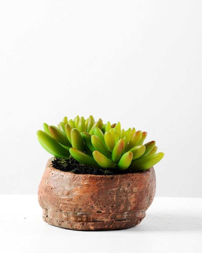 Succulent bonsai GS-2450212