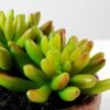 Succulent bonsai GS-2450212