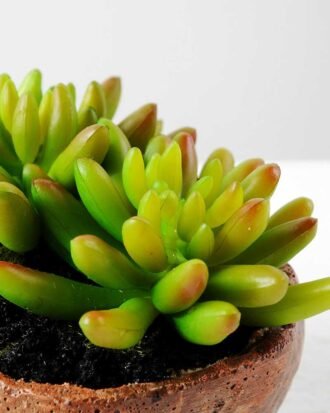 Succulent bonsai GS-2450212