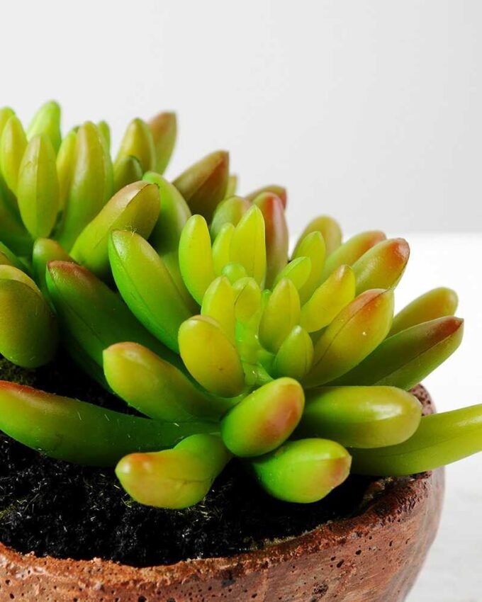 Succulent bonsai GS-2450212