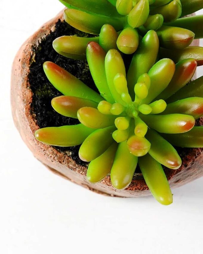 Succulent bonsai GS-2450212