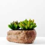 Succulent bonsai GS-2450213