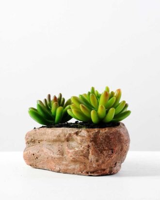 Succulent bonsai GS-2450213