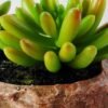 Succulent bonsai GS-2450213