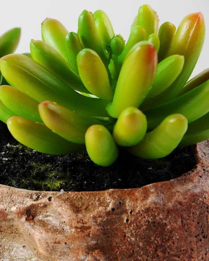 Succulent bonsai GS-2450213