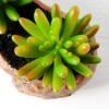 Succulent bonsai GS-2450213