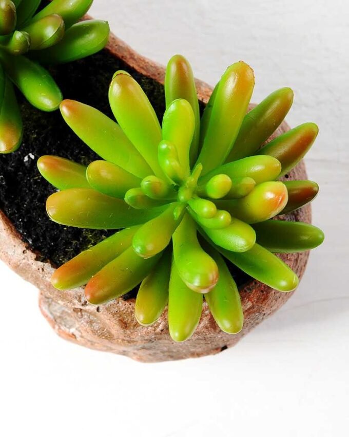 Succulent bonsai GS-2450213