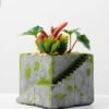 Succulent bonsai GS-2450214