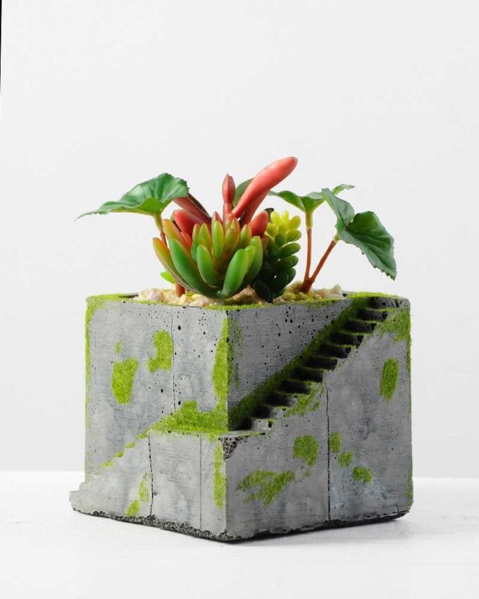 Succulent bonsai GS-2450214
