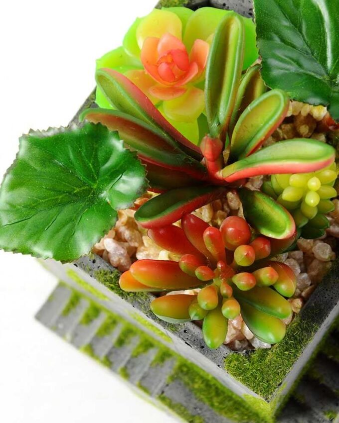 Succulent bonsai GS-2450214