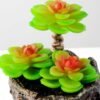 Succulent bonsai GS-2450215