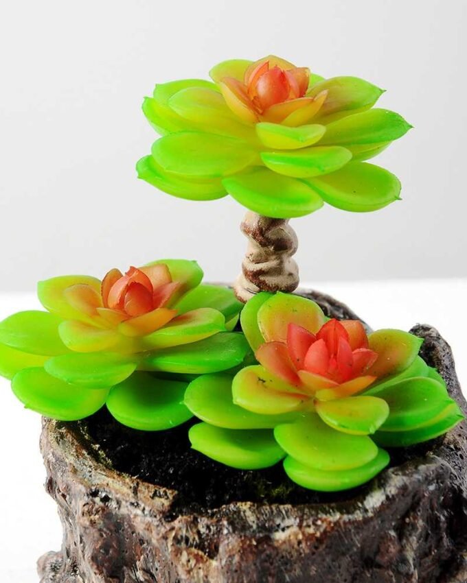 Succulent bonsai GS-2450215
