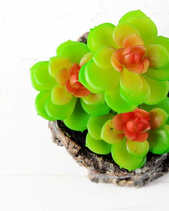 Succulent bonsai GS-2450215
