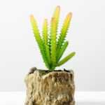 Succulent bonsai GS-2450216