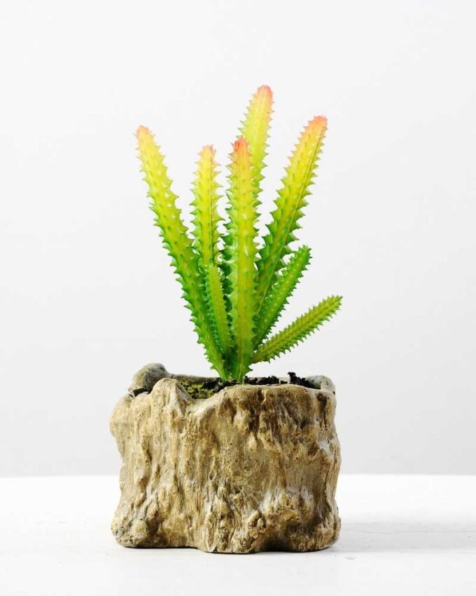 Succulent bonsai GS-2450216
