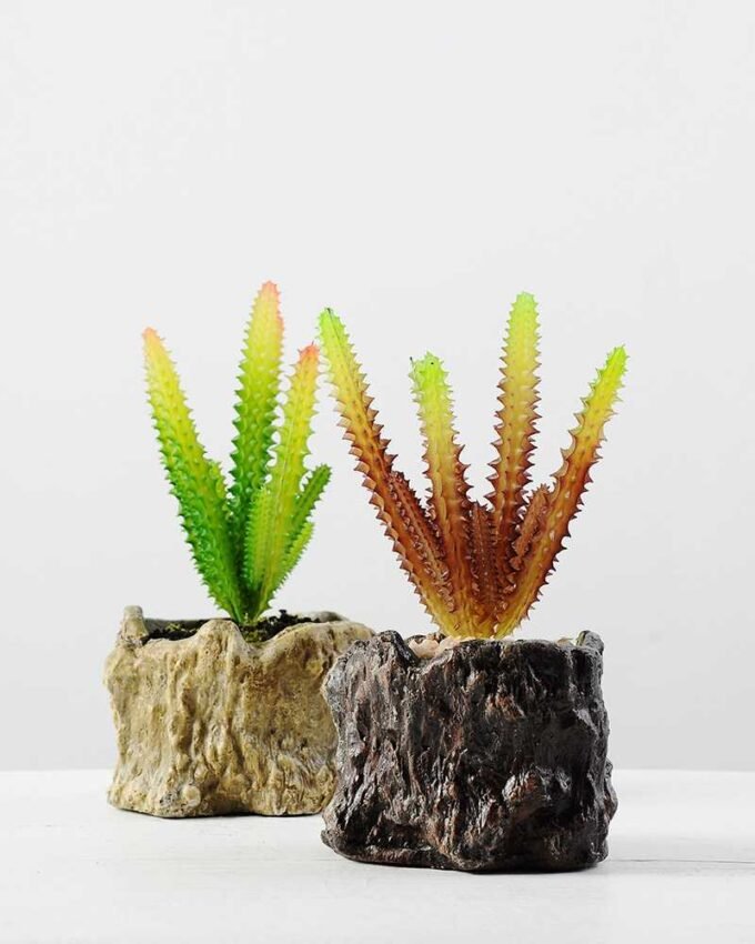 Succulent bonsai GS-2450216