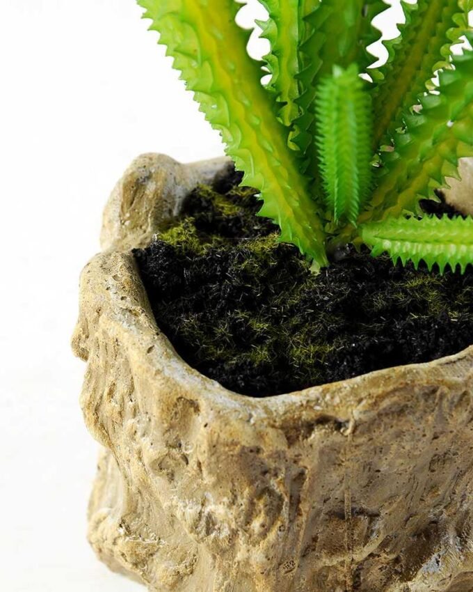 Succulent bonsai GS-2450216