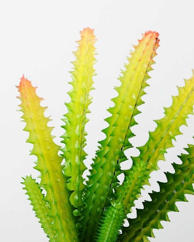 Succulent bonsai GS-2450216