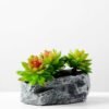 Succulent bonsai GS-2450217