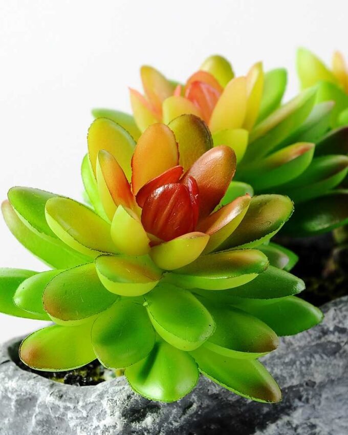 Succulent bonsai GS-2450217