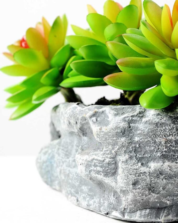 Succulent bonsai GS-2450217