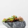 Succulent bonsai GS-2450218