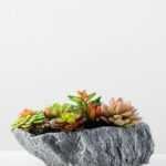Succulent bonsai GS-2450218